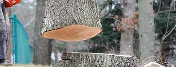 Glenvar Heights, FL Tree Removal Company
